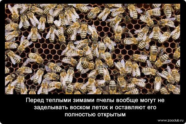 Перед теплыми зимами пчелы вообще могут не заделывать воском леток и оставляют его полностью открытым.