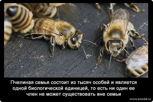 Пчелиная семья состоит из тысяч особей и является одной биологической единицей, то есть ни один ее член не может существовать вне семьи.