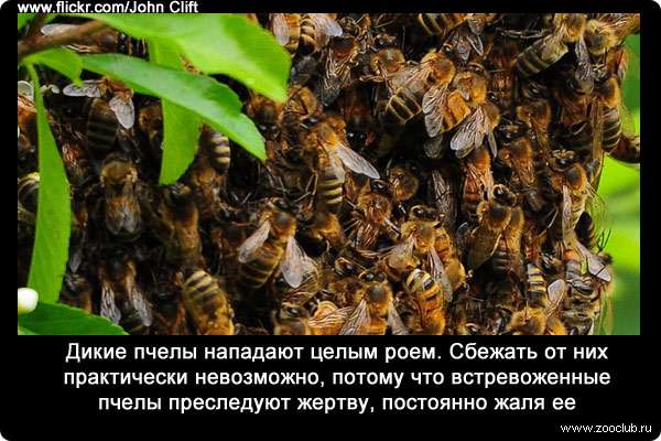 Дикие пчелы нападают целым роем. Сбежать от них практически невозможно, потому что встревоженные пчелы преследуют жертву, постоянно жаля ее. 