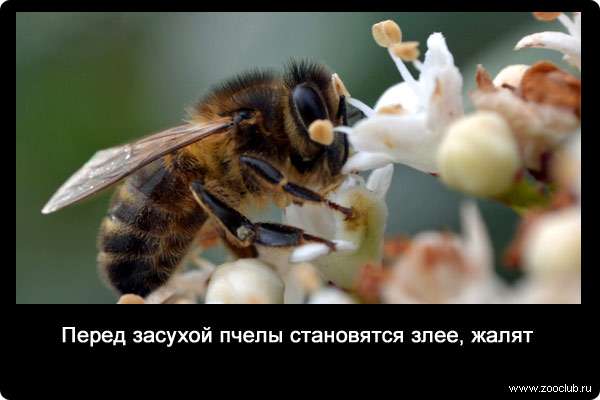 Перед засухой пчелы становятся злее, жалят.