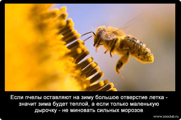 Если пчелы оставляют на зиму большое отверстие летка - значит зима будет теплой, а если только маленькую дырочку - не миновать сильных морозов.