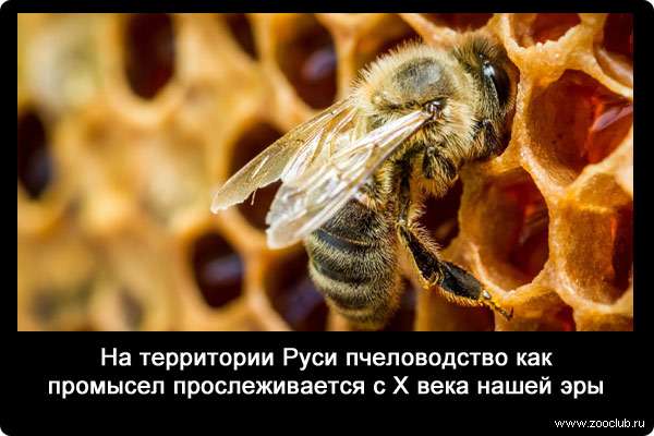На территории Руси пчеловодство как промысел прослеживается с X века нашей эры.