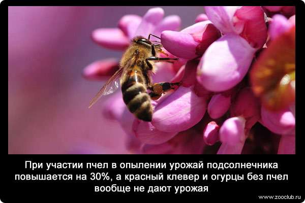 При участии пчел в опылении урожай подсолнечника повышается на 30%, а красный клевер и огурцы без пчел вообще не дают урожая.