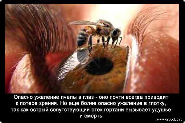Опасно ужаление пчелы в глаз - оно почти всегда приводит к потере зрения. Но еще более опасно ужаление в глотку, так как острый сопутствующий отек гортани вызывает удушье и смерть.