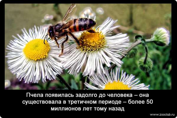 Пчела появилась задолго до человека - она существовала в третичном периоде - более 50 миллионов лет тому назад.
