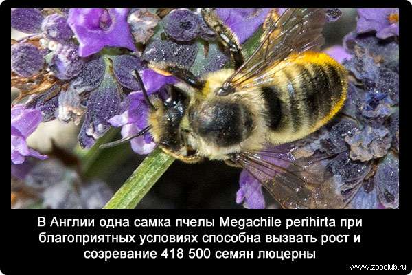 В Англии одна самка пчелы Megachile perihirta при благоприятных условиях способна вызвать рост и созревание 418 500 семян люцерны.