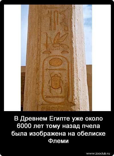 В Древнем Египте уже около 6000 лет тому назад пчела была изображена на обелиске Флеми.