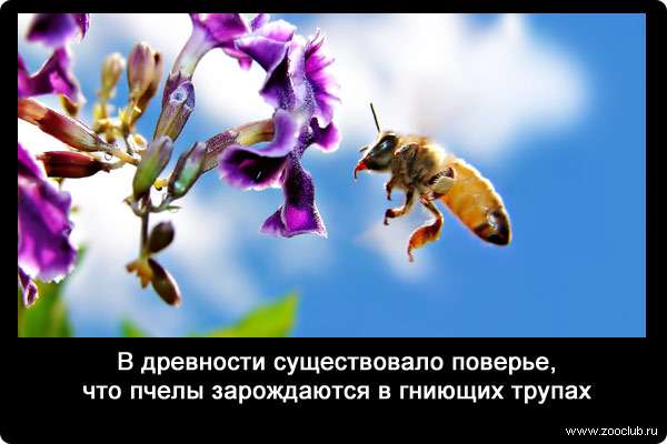 В древности существовало поверье, что пчелы зарождаются в гниющих трупах.