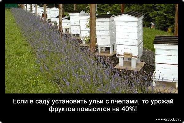 Если в саду установить ульи с пчелами, то урожай фруктов повысится на 40%!