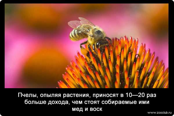 Пчелы, опыляя растения, приносят в 10-20 раз больше дохода, чем стоят собираемые ими мед и воск.
