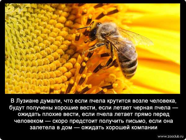 В Лузиане думали, что если пчела крутится возле человека, будут получены хорошие вести, если летает черная пчела - ожидать плохие вести, если пчела летает прямо перед человеком - скоро предстоит получить письмо, если она залетела в дом - ожидать хорошей компании.
