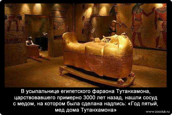 В усыпальнице египетского фараона Тутанхамона, царствовавшего примерно 3 тысячи лет назад, нашли сосуд с медом, на котором была сделана надпись: «Год пятый, мед дома Тутанхамона».