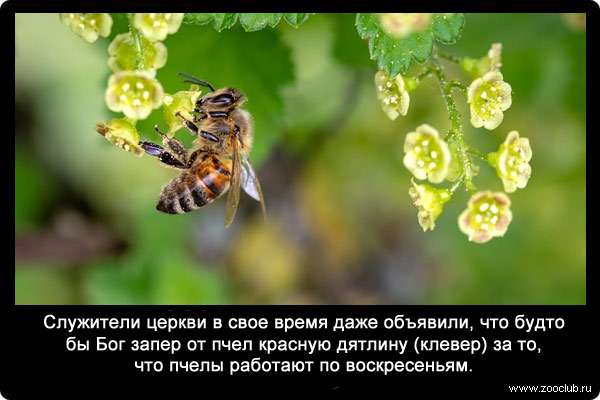 Служители церкви в свое время даже объявили, что будто бы бог запер от пчел красную дятлину (клевер) за то, что пчелы работают по воскресеньям.