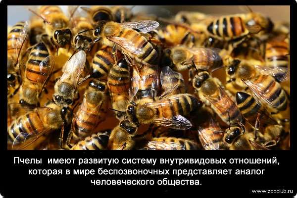 Общественные насекомые - пчелы - имеют развитую систему внутривидовых отношений, которая в мире беспозвоночных представляет аналог человеческого общества.