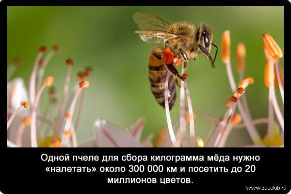 Одной пчеле для сбора килограмма мёда нужно «налетать» около 300 000 км и посетить до 20 миллионов цветов.