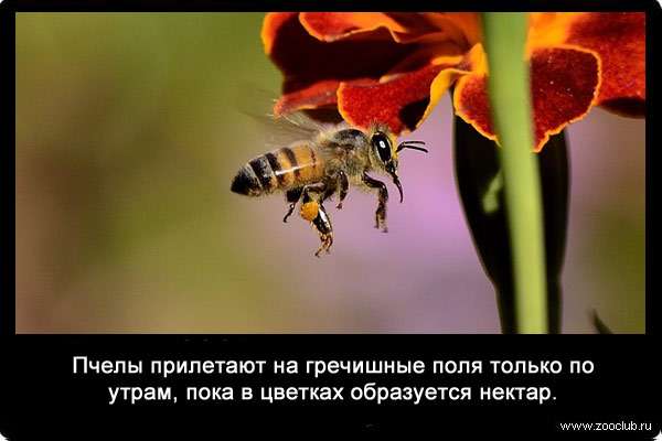 Пчелы прилетают на гречишные поля только по утрам, пока в цветках образуется нектар.