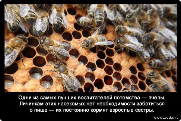 Одни из самых лучших воспитателей потомства - пчелы. Личинкам этих насекомых нет необходимости заботиться о пище - их постоянно кормят взрослые сестры.