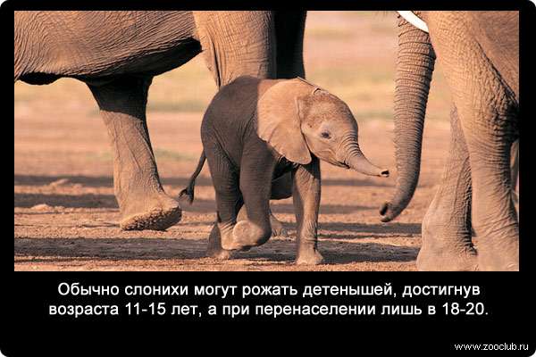 Обычно слонихи могут рожать детенышей, достигнув возраста 11-15 лет, а при перенаселении лишь в 18-20.