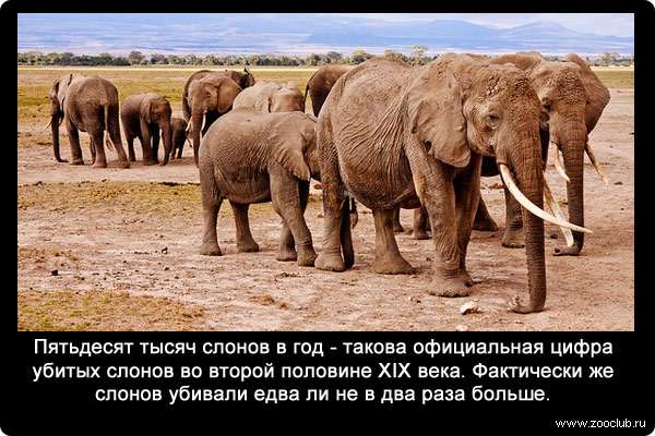Пятьдесят тысяч слонов в год - такова официальная цифра убитых слонов во второй половине XIX века. Фактически же слонов убивали едва ли не в два раза больше.