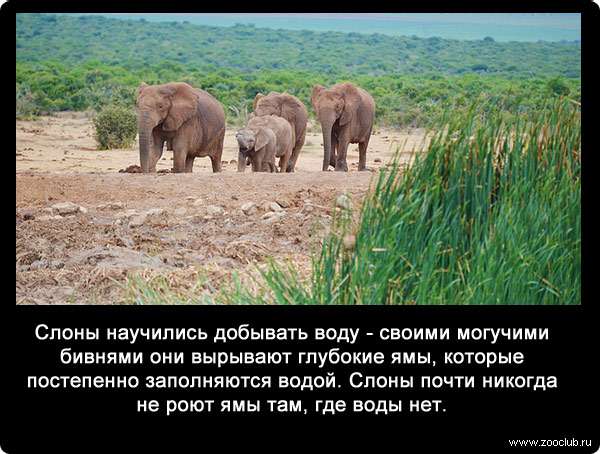 Слоны научились добывать воду - своими могучими бивнями они вырывают глубокие ямы, которые постепенно заполняются водой. Слоны почти никогда не роют ямы там, где воды нет.