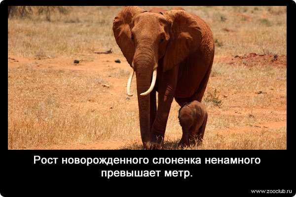 Рост новорожденного слоненка ненамного превышает метр.