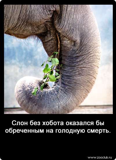 Слон без хобота оказался бы обреченным на голодную смерть.