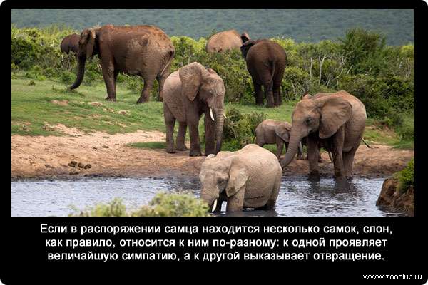 Если в распоряжении самца находится несколько самок, слон, как правило, относится к ним по-разному: к одной проявляет величайшую симпатию, а к другой выказывает отвращение.