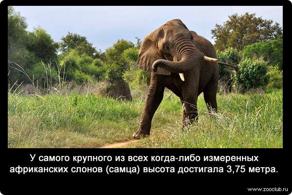 У самого крупного из всех когда-либо измеренных африканских слонов (самца) высота достигала 3,75 метра.