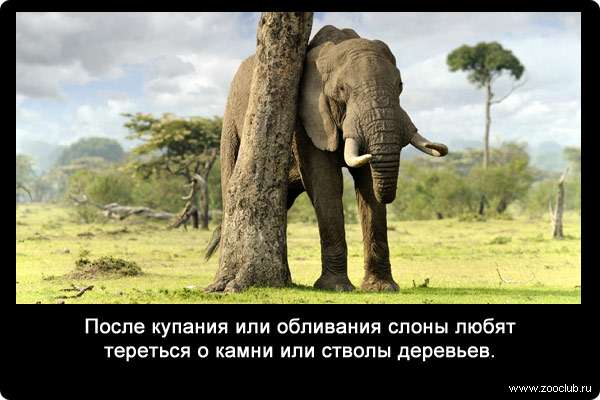 После купания или обливания слоны любят тереться о камни или стволы деревьев.