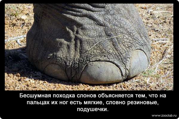 Бесшумная походка слонов объясняется тем, что на пальцах их ног есть мягкие, словно резиновые, подушечки.
