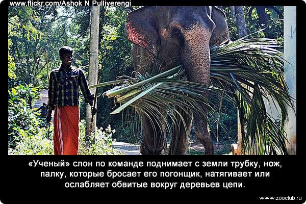 «Ученый» слон по команде поднимает с земли трубку, нож, палку, которые бросает его погонщик, натягивает или ослабляет обвитые вокруг деревьев цепи.