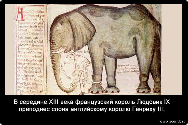 В середине XIII века французский король Людовик IX преподнес слона английскому королю Генриху III.
