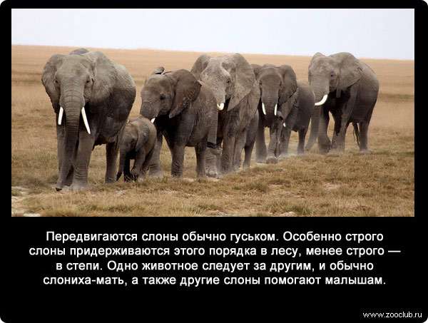Передвигаются слоны обычно гуськом. Особенно строго слоны придерживаются этого порядка в лесу, менее строго - в степи. Одно животное следует за другим, и обычно слониха-мать, а также другие слоны помогают малышам.
