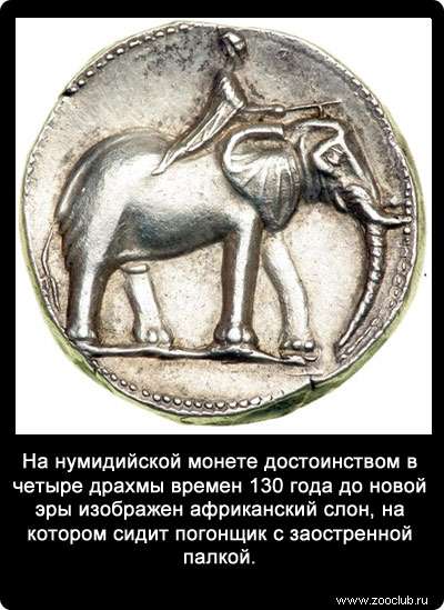 На нумидийской монете достоинством в четыре драхмы времен 130 года до новой эры изображен африканский слон, на котором сидит погонщик с заостренной палкой.