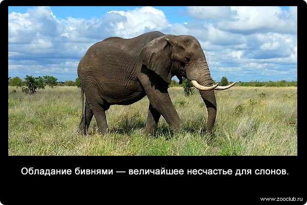 Обладание бивнями - величайшее несчастье для слонов.