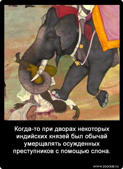 Когда-то при дворах некоторых индийских князей был обычай умерщвлять осужденных преступников с помощью слона.