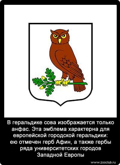 В геральдике сова изображается только анфас. Эта эмблема характерна для европейской городской геральдики: ею отмечен герб Афин, а также гербы ряда университетских городов Западной Европы. 