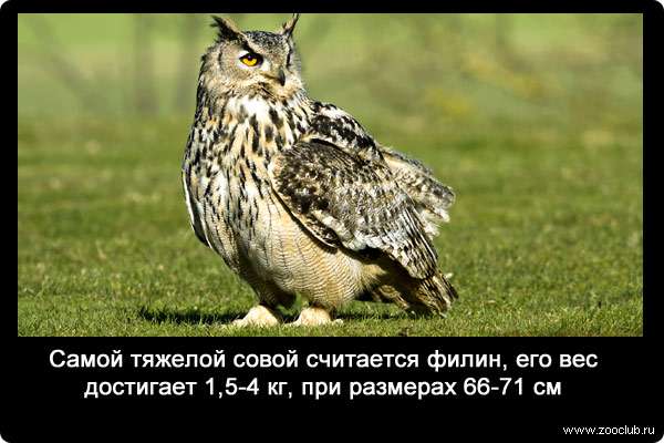 Самой тяжелой совой считается филин (Bubo bubo), его вес достигает 1,5-4 кг, при размерах 66-71 см.