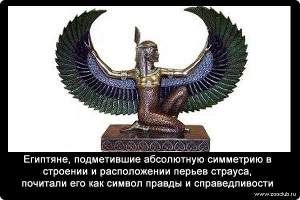 Египтяне, подметившие абсолютную симметрию в строении и расположении перьев страуса, почитали его как символ правды и справедливости.
