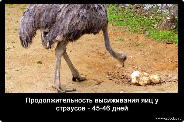 Продолжительность высиживания яиц у страусов - 45-46 дней.