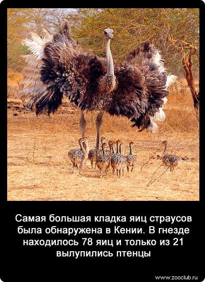 Самая большая кладка яиц страусов была обнаружена в Кении. В гнезде находилось 78 яиц и только из 21 вылупились птенцы.