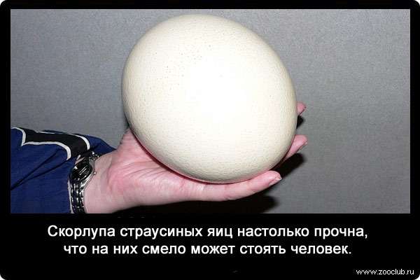 Скорлупа страусиных яиц настолько прочна, что на них смело может стоять человек.