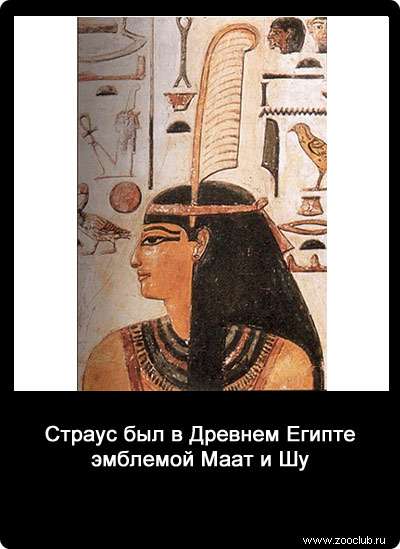 Страус был в Древнем Египте эмблемой Маат и Шу.