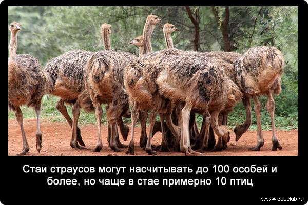 Стаи страусов могут насчитывать до 100 особей и более, но чаще в стае примерно 10 птиц.
