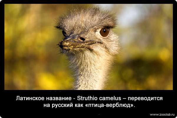 Латинское название - Struthio camelus - переводится на русский как «птица-верблюд».