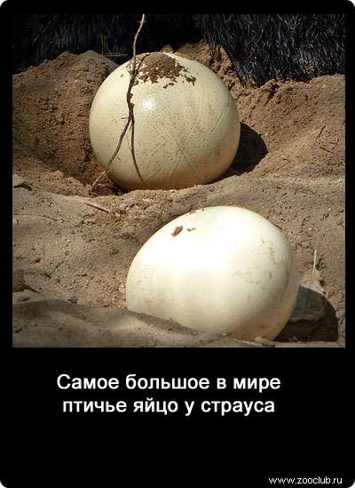 Самое большое в мире птичье яйцо у страуса.