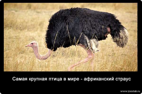 Самая крупная птица в мире - африканский страус.