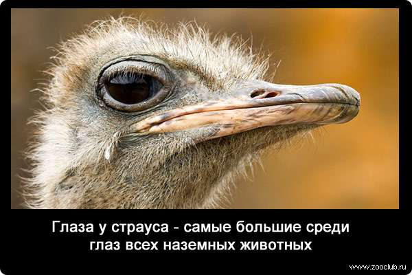 Глаза у страуса - самые большие среди глаз всех наземных животных.
