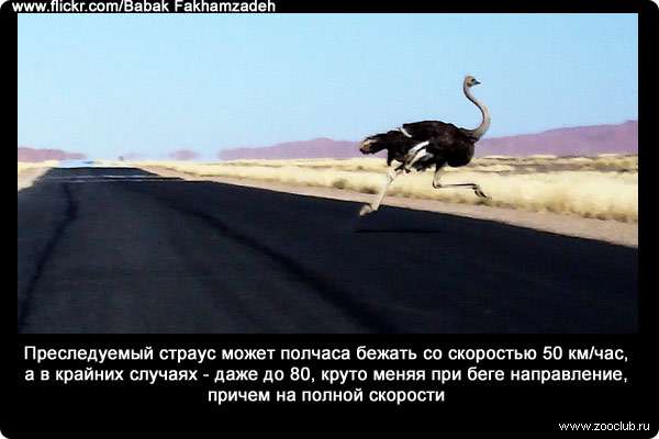 Преследуемый страус может полчаса бежать со скоростью 50 километров в час, а в крайних случаях - даже до 80, круто меняя при беге направление, причем на полной скорости.