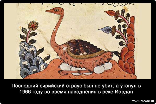 Последний сирийский страус (Struthio camelus syriacus) был не убит, а утонул в 1966 году во время наводнения в реке Иордан.